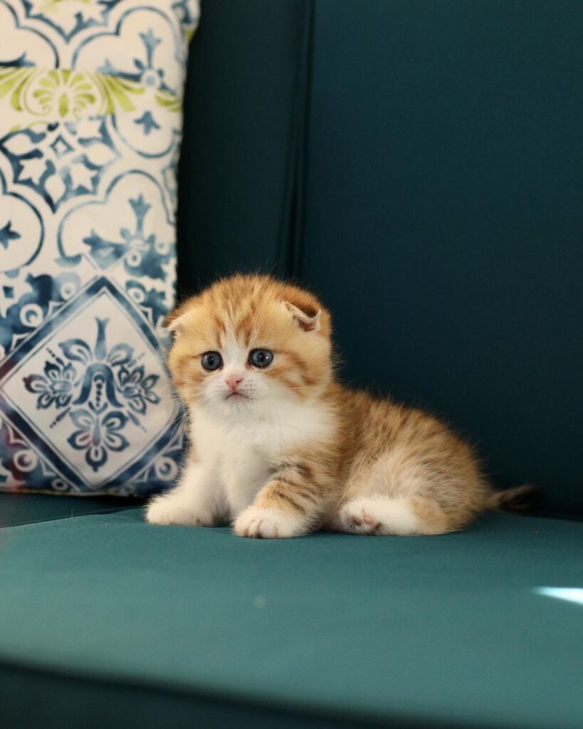 Scottish Fold Munchkin Kitten