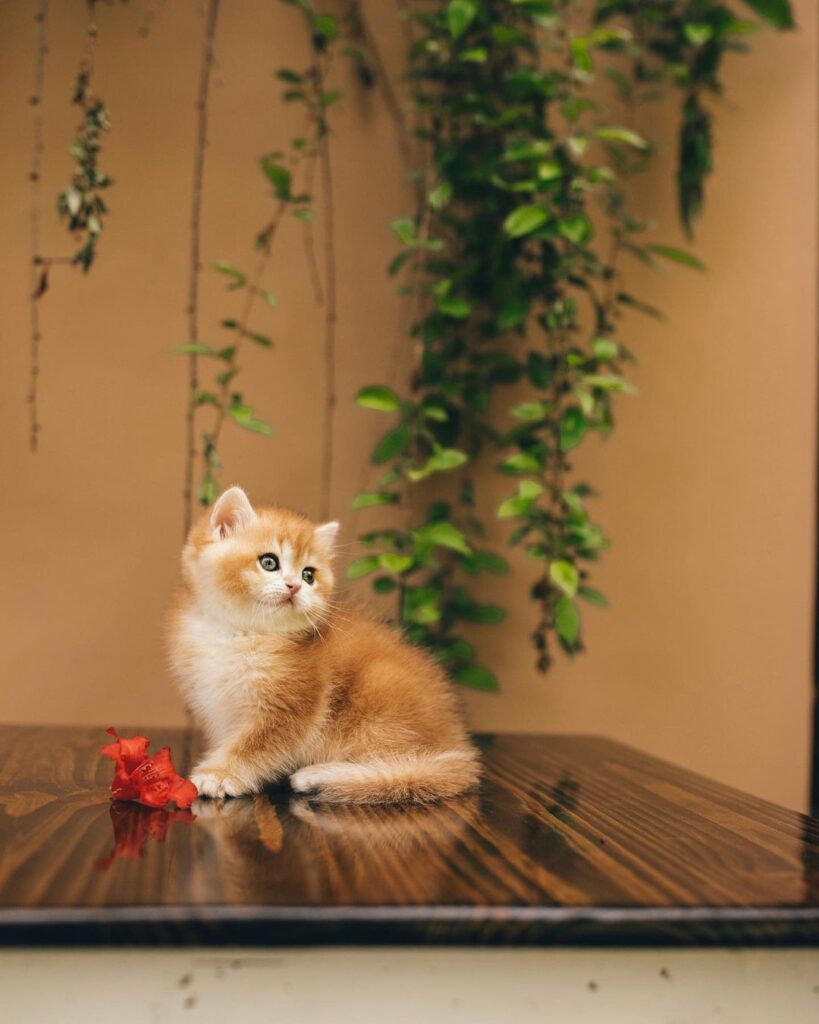 Dreamy British Shorthair Kitten
